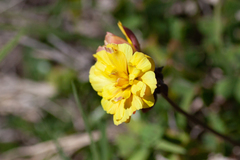 Oxalis pes-caprae pleniflora