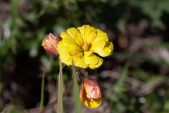 Oxalis pes-caprae pleniflora