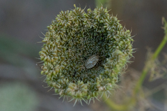 Graphosoma lineatum siciliensis