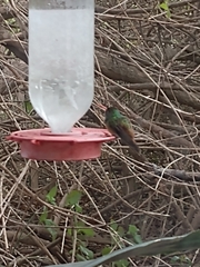 Amazilia yucatanensis