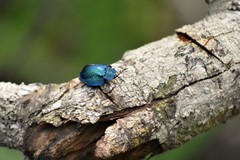 Cyrtonota thalassina
