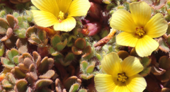 Oxalis penicillata