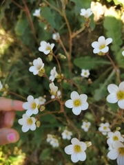 Saxifraga granulata