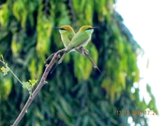 Merops orientalis