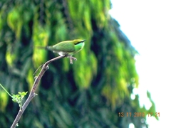 Merops orientalis