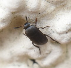 Ptomaphagus
