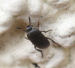 Ptomaphagus