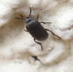 Ptomaphagus