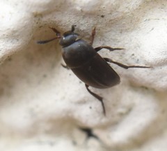 Ptomaphagus