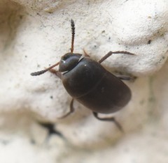 Ptomaphagus