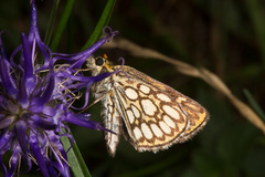 Heteropterus morpheus