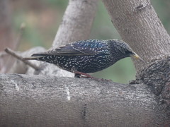 Sturnus vulgaris