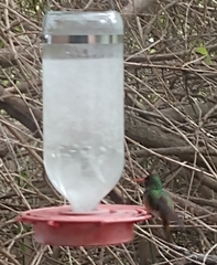 Amazilia yucatanensis