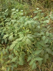 Solanum lycopersicum