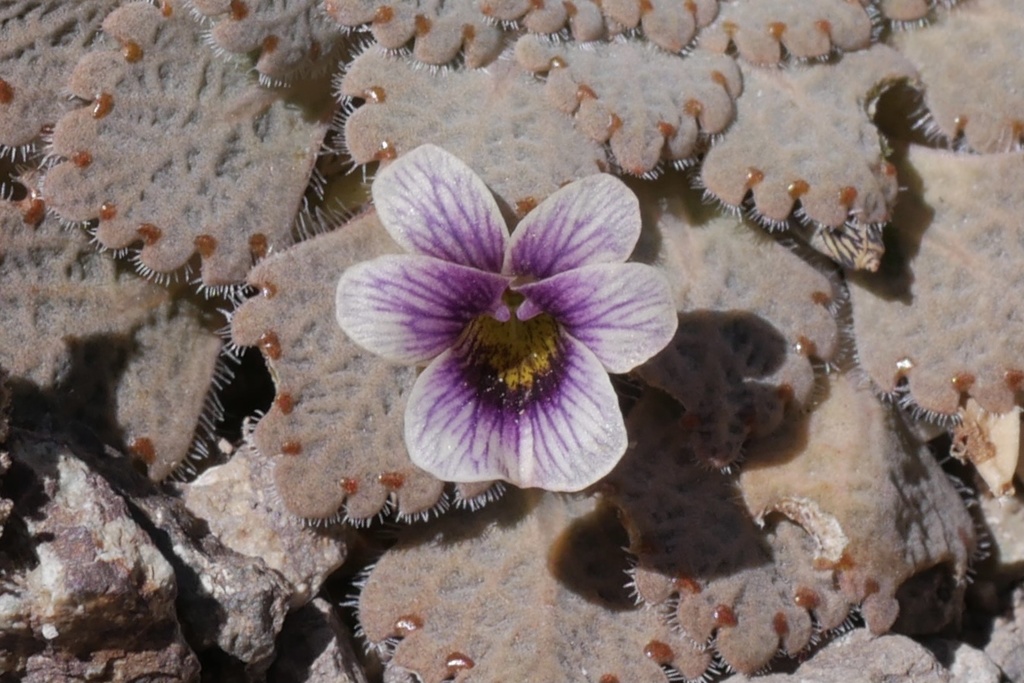Viola congesta