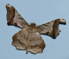 Krananda oliveomarginata