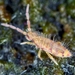 Entomobrya nicoleti - Photo (c) Philippe  Garcelon, some rights reserved (CC BY)