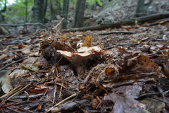 Lactarius semisanguifluus