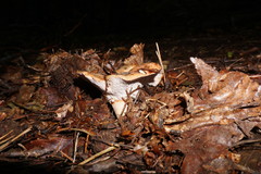 Lactarius semisanguifluus