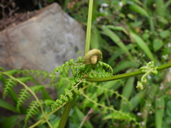 Dennstaedtia scandens