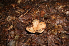 Lactarius semisanguifluus
