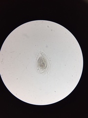 Phacodinium