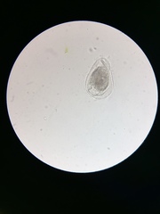 Phacodinium
