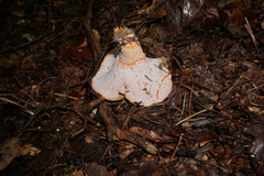 Lactarius semisanguifluus