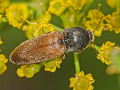 Agriotes ustulatus