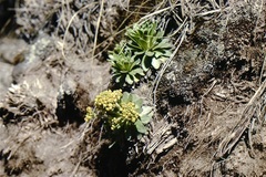 Draba nivicola