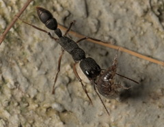 Harpegnathos venator
