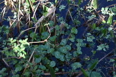 Hydrocotyle ranunculoides