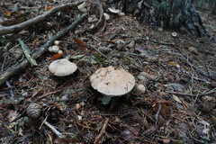 Agaricus benesii