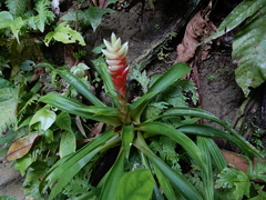 Tillandsia heliconioides