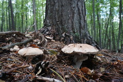 Agaricus benesii