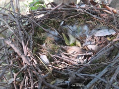 Cyanopica cyanus