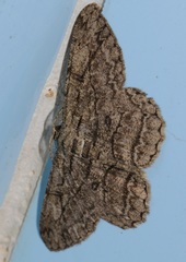 Hypomecis transcissa