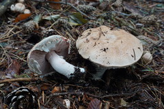 Agaricus benesii