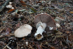 Agaricus benesii