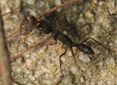 Harpegnathos venator