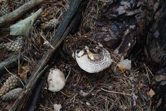 Agaricus benesii