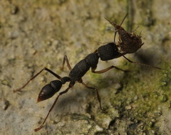 Harpegnathos venator