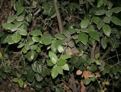 Quercus alnifolia