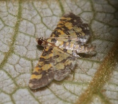 Eurrhyparodes tricoloralis