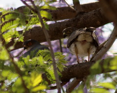 Accipiter minullus