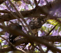 Accipiter minullus