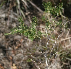 Asparagus lignosus