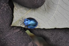 Cyrtonota thalassina