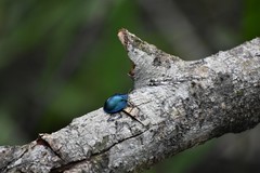 Cyrtonota thalassina