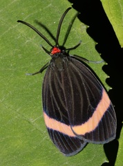 Pidorus